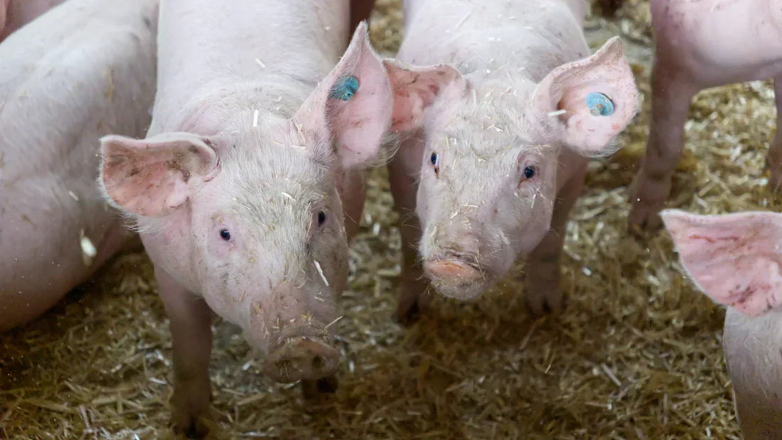 Die Haltungsformen bei Schweinehaltung