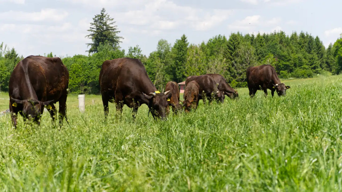 Wagyu: Zwischen deutscher Weide und japanischer Tradition
