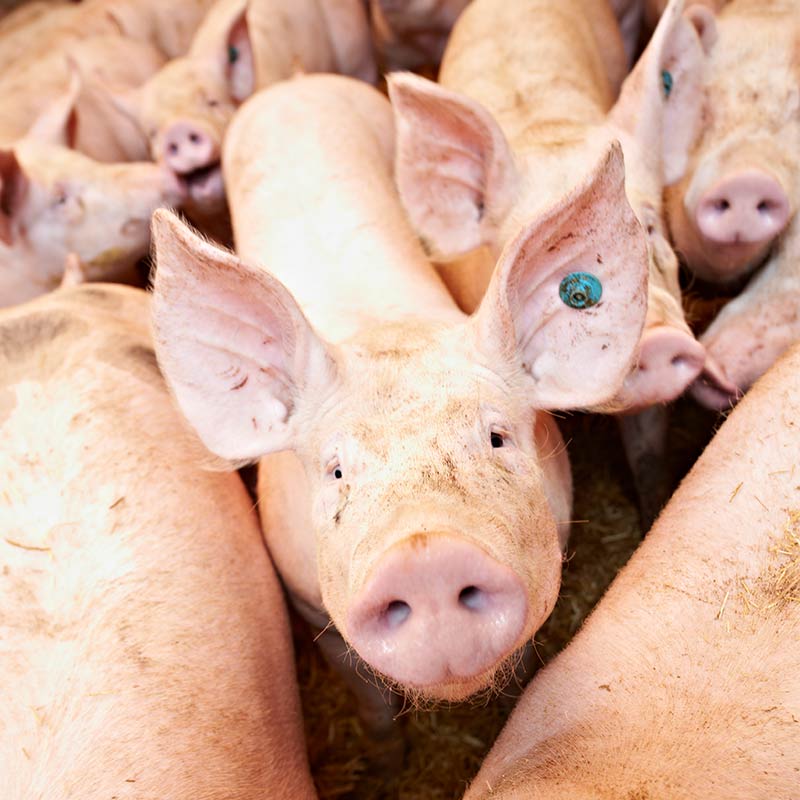 schweinehaltung bei freyberger