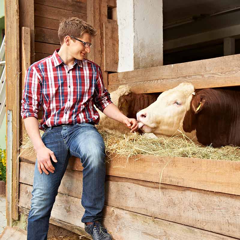 tierwohl bei freyberger kuhhaltung